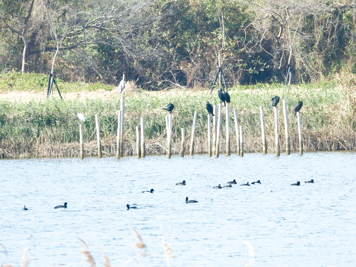 金門縣野鳥學會辦理「新春與鳥共享一湖春水—賞鳥活動」，帶鄉親欣賞鳥類悠遊於自然之間的景象。（金門縣野鳥學會提供）