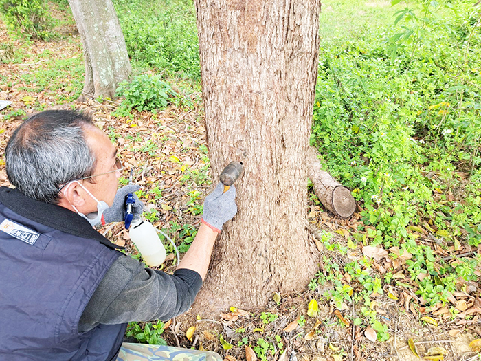 防範行道樹病蟲害,林務所自4月起即提前展開預防性防治作業。(林務所提供)