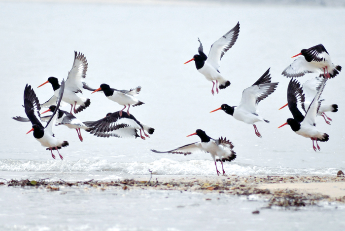 金門有「鳥類天堂」之譽,已發現和記錄逾340種,五顏六色的飛羽繽紛多彩。(李金生攝)