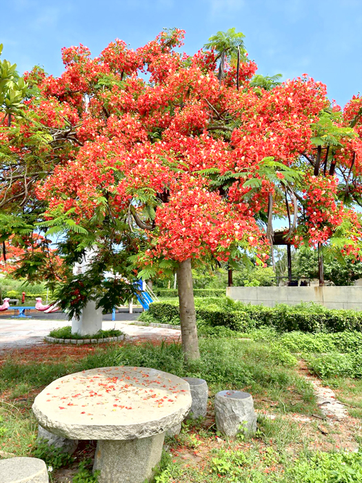 鳳凰花開。(斗門社區提供)