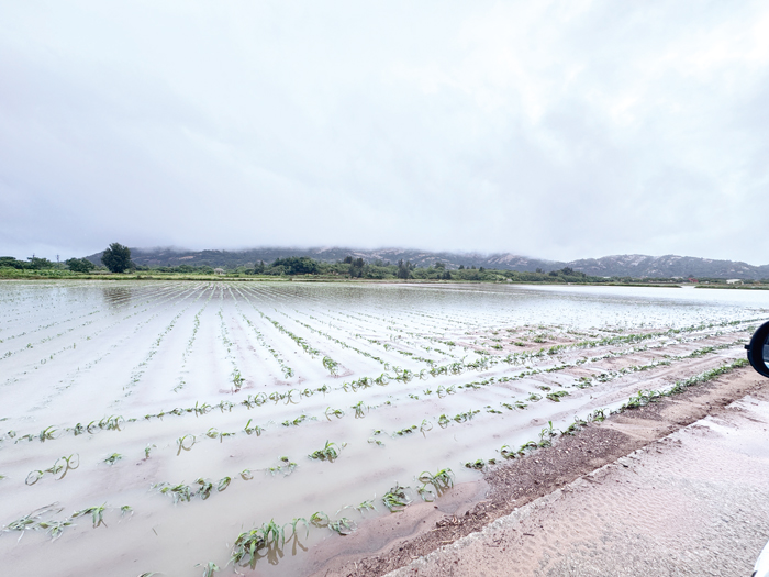 連日大雨,造成地區部分農田積淹水,有農損狀況。(縣府提供)