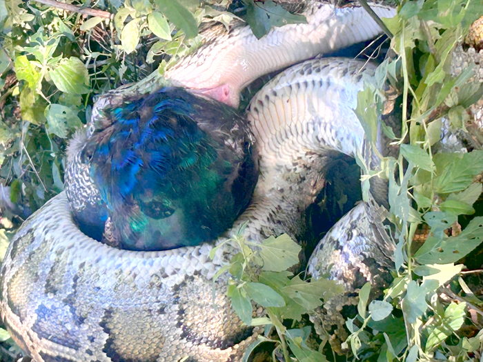 金門泗湖地區近日出現緬甸蟒獵食孔雀事件。(民眾提供)