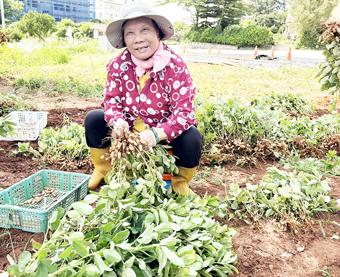 榜林社區花生收成。（社區提供）