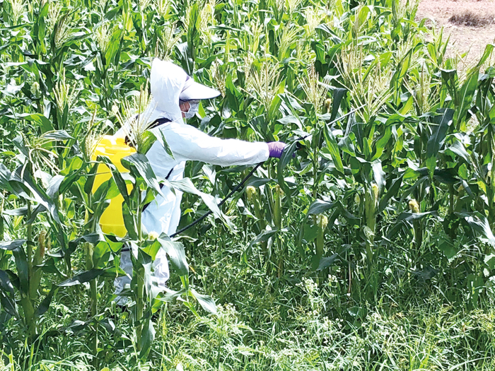 「秋行軍蟲」來襲,縣府加強防治作業,有效降低蟲口數和傳播範圍。(李金生攝)