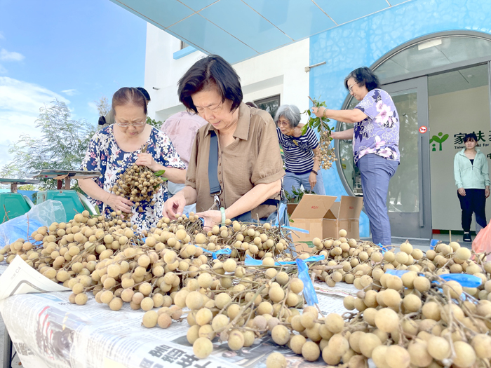 家扶溫媽媽志工隊進行分裝整理龍眼。(家扶中心提供)