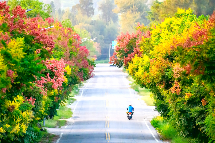 台灣欒樹夾迎三多路 紅黃綠彩交織爛漫秋