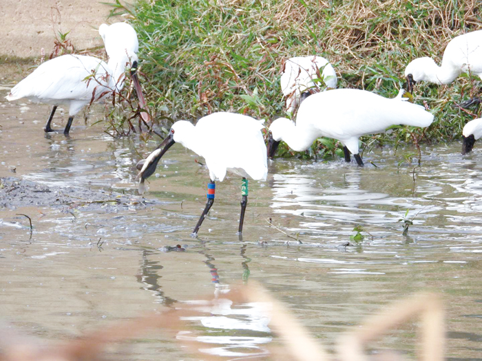黑面琵鷺現蹤陵水湖保護區。（洪萬福提供）