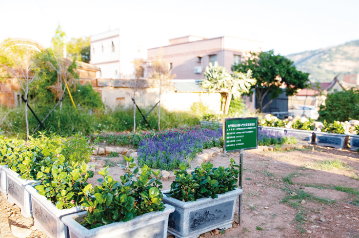 林務所「115年金門縣鼓勵社區參與環境綠美化補助」延長受理申請至1月16日止。（林務所提供）