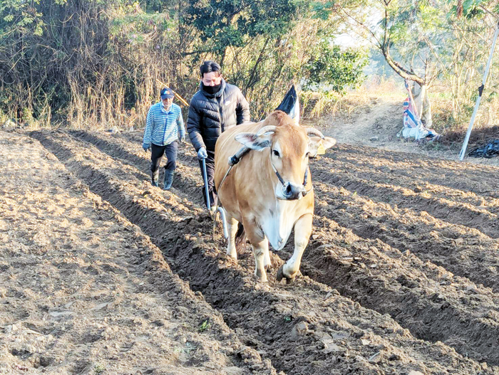 退休技工陳水能傳授新一代技術人員「犁田」技術。（畜試所提供）