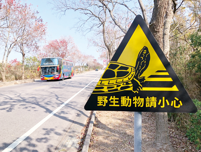 「金龜」是珍稀保育類野生動物，金門縣府在出沒熱點加置警示牌，提醒車輛小心慢行。（李金生攝）