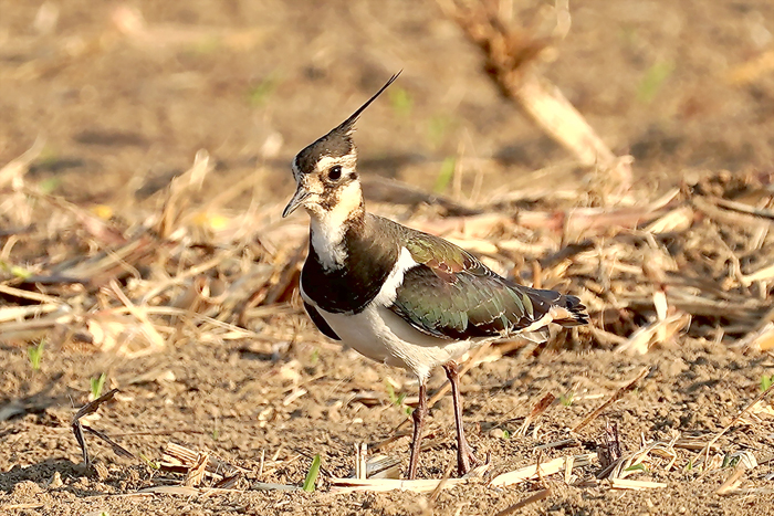 近期於中蘭與下塘頭一帶農田以及青嶼地區高粱田中發現冬候鳥「小辮鴴」（又稱鳳頭麥雞）現蹤覓食，為地區難得的生態景象。（陳西村提供）