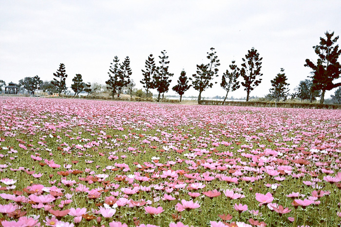 迎新春農業展營造花海及馬年應景造景。（農試所提供）