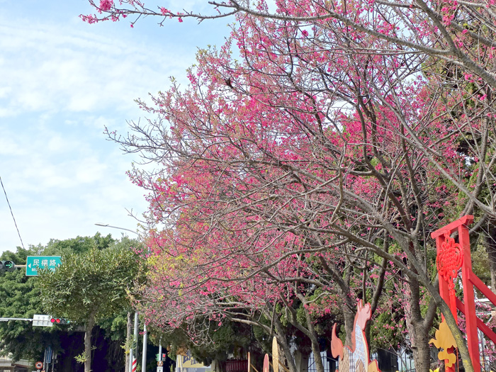 櫻花季來臨，各處山櫻花綻放。（許峻魁攝）