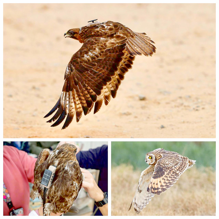 上、康復後的東方鵟繫上發報器野放；下左、東方鵟背上的發報器；下右、傷癒的短耳鴞背負衛星發報器重返自然。（金管處提供）
