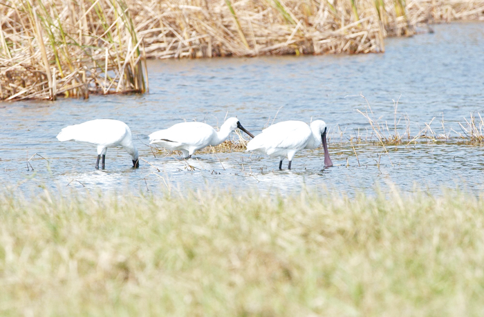 金門持續努力維護生態環境，黑面琵鷺、白琵鷺等大型珍稀涉禽出現於全島各主要溼地。（李金生攝）