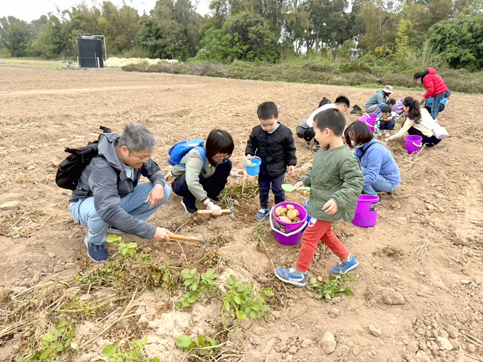 親子走進田間採收馬鈴薯，感受農作收成的喜悅。（農試所提供）