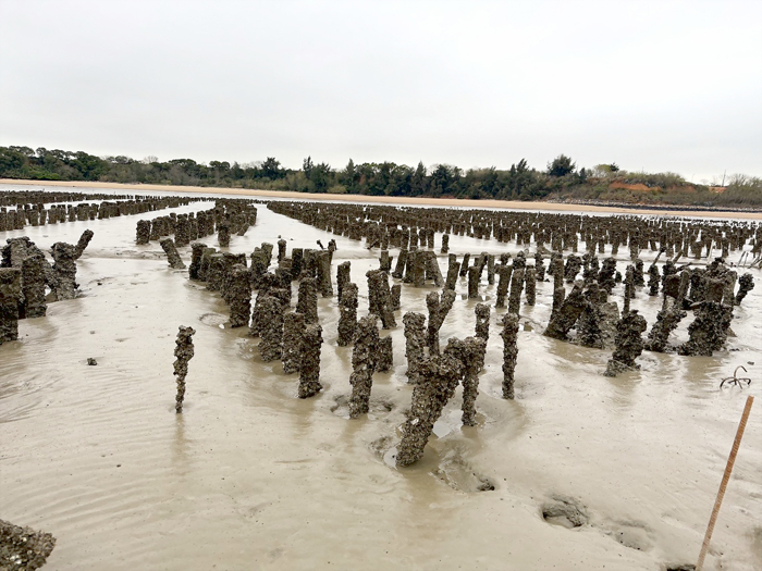 115年第1季西園海岸牡蠣檢出諾羅病毒陽性反應。（衛生局提供）