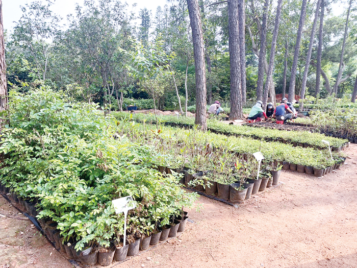 中山林苗圃育種有成。（高凡淳攝）