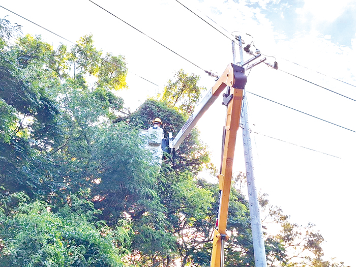 金門區處派員進行預防性樹木修剪工作。（台電金門區處提供）
