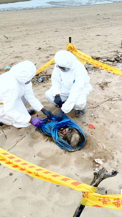 慈湖海堤岸際2日發現1隻境外漂流豬，已就地焚化掩埋並進行周邊徹底消毒。（防疫所提供）