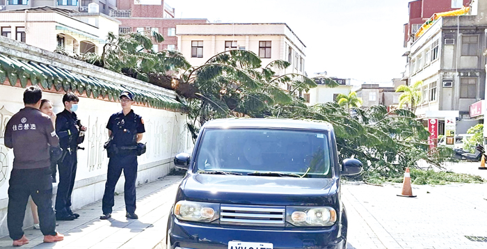 校園南洋杉強風吹倒，波及一輛停放路旁的Nissan Cube迷你廂型車。（蔡麗玉攝）