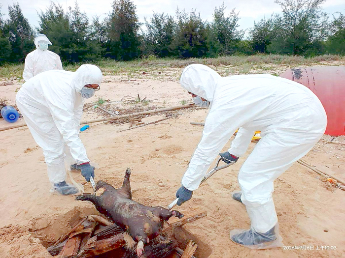 金寧鄉烏沙角岸際發現1隻境外漂流死亡豬屍，重量約30公斤。地方防疫單位接獲通報後立即啟動應變，由防疫人員前往現場採取檢體並完成消毒作業，豬屍則就地焚化掩埋，並針對周邊區域進行徹底消毒。（防疫所提供）