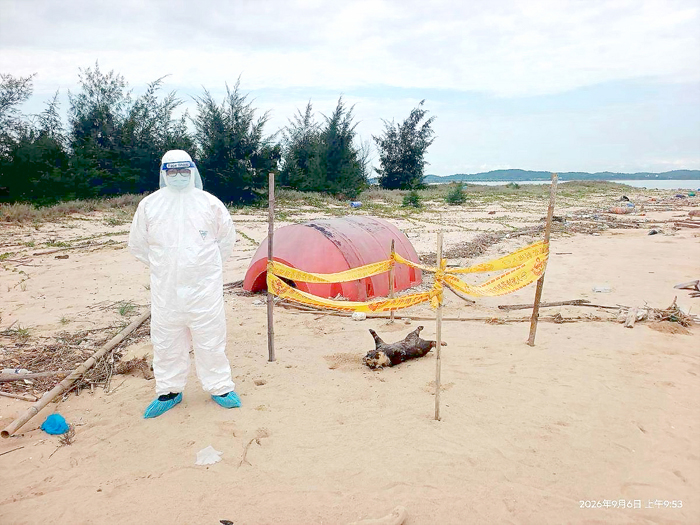 金寧鄉烏沙角岸際發現1隻境外漂流死亡豬屍，重量約30公斤。地方防疫單位接獲通報後立即啟動應變，由防疫人員前往現場採取檢體並完成消毒作業，豬屍則就地焚化掩埋，並針對周邊區域進行徹底消毒。（防疫所提供）