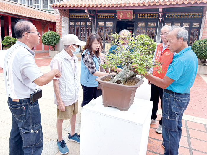 盆景主人介紹特色盆栽。（許加泰攝）