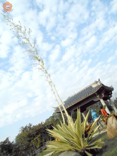 瓊麻與瓊林字形相像,瓊林苑植瓊麻,不知是有意還是巧合。(張建騰攝)