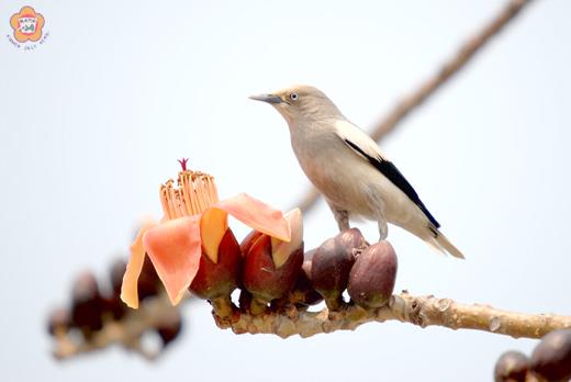 灰背椋鳥又稱「噪林鳥」
