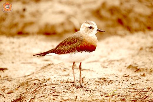 位於沙崗農場後方的草地上出現四、五十隻的東方紅胸鴴，嬌小可愛的體型格外討喜。（董森堡攝）