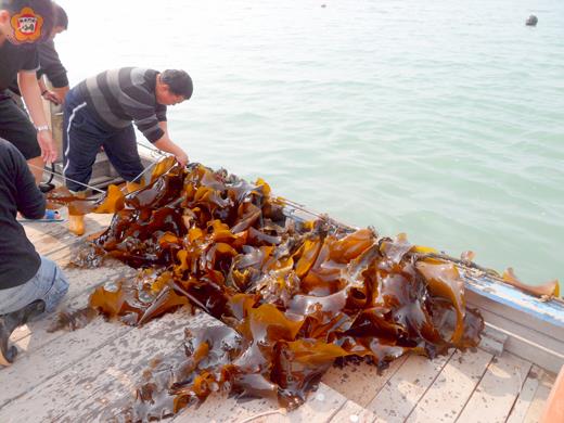 新鮮海帶水試所俗俗賣