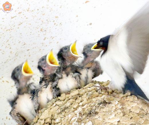 小燕子張大嘴，等著親鳥餵食。  （張建騰攝）