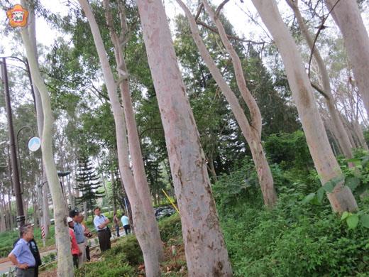   地主申請伐除瓊林圓環的檸檬桉林，盧志輝會勘後，希望地主等到要開伐發再伐除。
（張建騰攝）