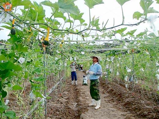 八品種、○點八公畝的南瓜田，沿著瓜棚順勢參觀，宛如通過南瓜田隧道般，美不勝收，農試所歡迎鄉親到訪體驗。（農試所提供）