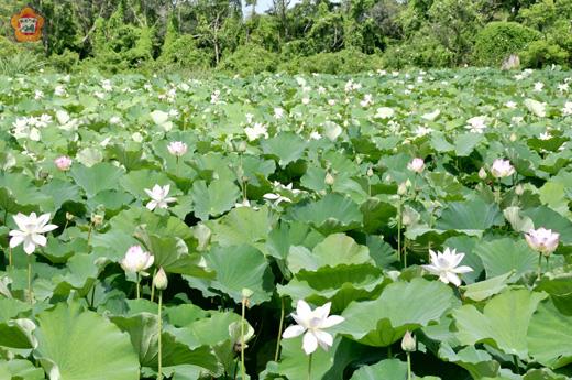   金門國家公園轄區的古寧頭雙鯉溼地、林厝村郊的荷花池，荷花已經陸續綻放，吸引遊客前往賞花、拍照。（李金鎗攝）