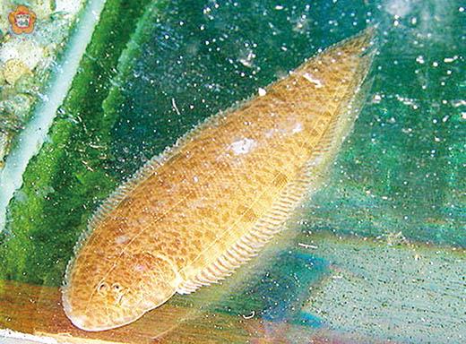   水試所策辦「美麗的視覺饗宴特異功能海洋生物特展」中的淡水比目魚體型扁平、恰如牛舌。（照片由金門水試所提供）