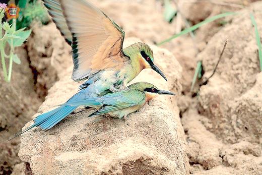 金門特有的夏候鳥「栗喉蜂虎」陸續飛抵慈湖三角堡邊，雄鳥跳到雌鳥背上交配。
（廖東坤提供）