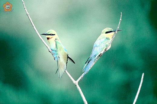 有「夏日精靈」之譽的夏候鳥栗喉蜂虎毛色鮮豔，生活方式特殊，近年繁殖後的族群數量銳減。（金管處提供）