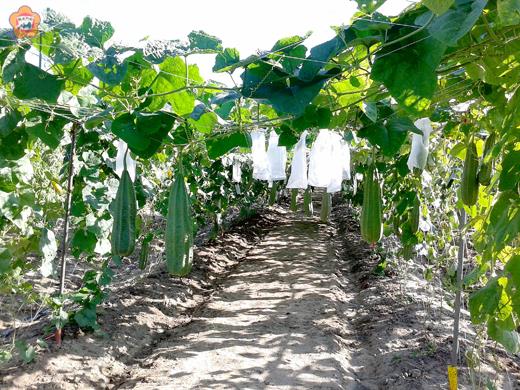   農試所今年度種植近一百八十株角瓜，留存之本地早期栽培品種，目前已結實累累，預計可收穫六百餘條作為育種源使用。（農試所提供）