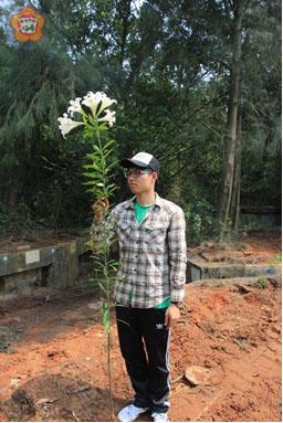 金門縣農試所為復育及開發具潛力的原生植物，委託中興大學研究發現金門原生百合其具許多變異，不僅有花高超過兩公尺，花色也不只有純白色，極富觀賞及利用價值。（農試所提供）