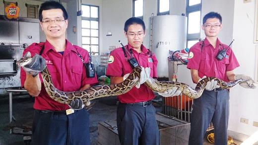   緬甸蟒出現在良金牧場倉庫，由良金公司通報消防分隊前往抓蛇，送交金門縣動植物防疫所收容，後續將送台灣做相關研究。（陳麗妤攝）