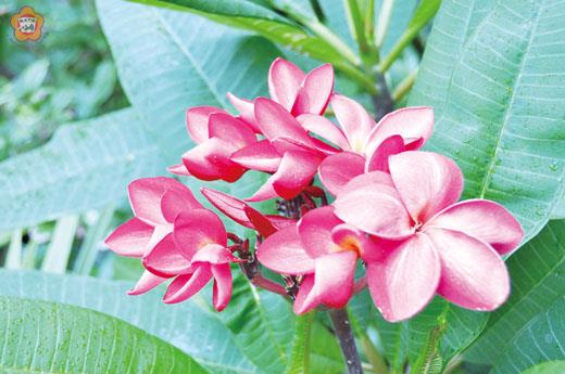 粉紅雞蛋花炎炎夏日盛開