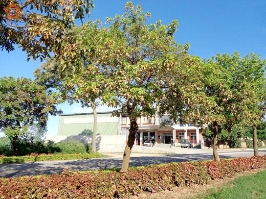 　金門縣林務所將自八月中下旬起，針對全縣十四處道路及地點，有白翅葉蟬危害之茄苳樹進行噴藥防治，提醒鄉親勿碰觸避免身體不適。（林務所提供）