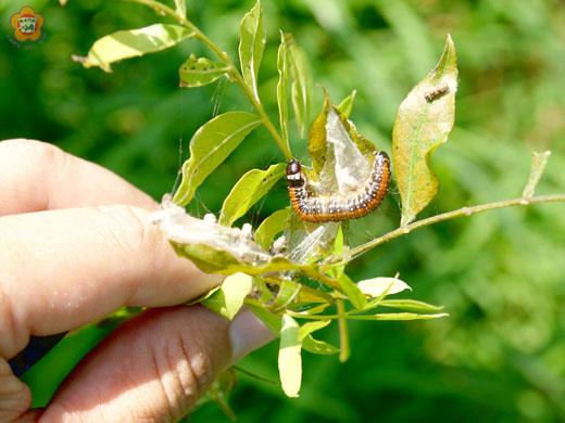 碧山黃連木老樹出現大量毛毛蟲，林務所派員完成噴藥防治作業，維護珍貴老樹健康度。（林務所提供）