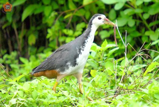 白腹秧雞大快朵頤