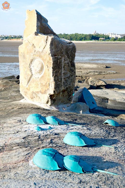   楊春森作品《鱟時代》設置於通往建功嶼石板道旁礁石。（策展單位提供）