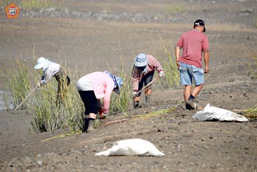   水試所派員至北海岸一帶進行互花米草移除工作。（董森堡攝）