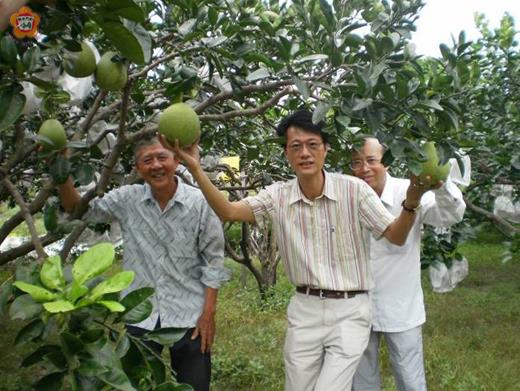   碧山農友陳文遠在農試所輔導下種植文旦等果樹，今年柚子生長非常好，農試所籲鄉親多支持在地生產無毒健康農產品。
（圖由農試所提供）