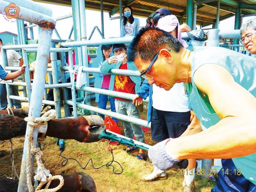   畜試所邀請獸醫師，為地區獸醫加強專業職能，進行削蹄訓練。（畜試所提供）  